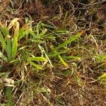 Iris aphylla Blad