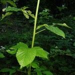 Rubus polonicus Leaf