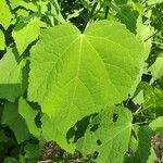 Malvaviscus arboreus Leaf