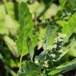 Chenopodium ficifoliumBlüte