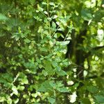 Agastache nepetoides Frutto