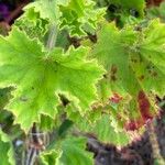 Pelargonium cucullatum Blad