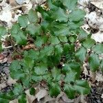 Berberis aquifoliumList