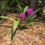 Spathoglottis plicataFlower