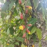 Thunbergia mysorensis Flor