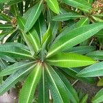 Euphorbia mellifera Lapas