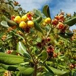 Pittosporum tobira Fruit