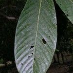 Licania belloi Hoja