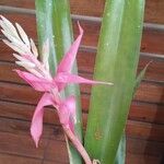 Billbergia nutans Blatt