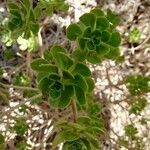 Aeonium arboreum Leaf