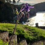 Aquilegia vulgarisBloem