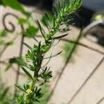 Artemisia biennis Virág