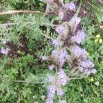 Phacelia congesta Blüte