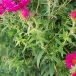 Symphyotrichum novae-angliae Leaf