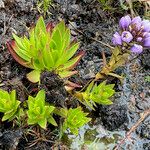 Gentianella dasyantha Yeri