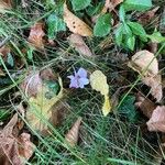 Cyclamen hederifoliumBloem