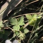 Geranium richardsonii Hostoa