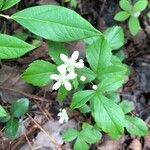 Rubus hispidus Çiçek