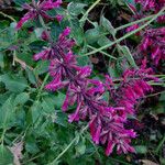 Agastache mexicana Кветка