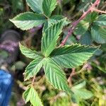 Rubus divaricatus Leaf