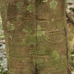 Trattinnickia burserifolia 树皮