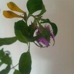 Melampyrum catalaunicum Flower