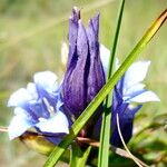 Gentiana cruciata പുഷ്പം