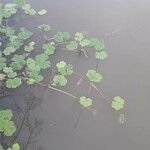 Hydrocotyle ranunculoides Bark