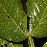 Dendropanax arboreus Hoja