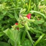 Pulmonaria rubra Flower