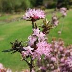 Rhododendron pubescens Flor