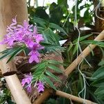 Epidendrum centropetalum Агульны выгляд