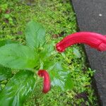 Centropogon cornutus Flower
