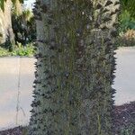 Ceiba insignis Corteza