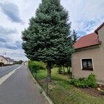 Abies concolor Habitus