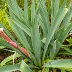 Beschorneria yuccoides Leaf
