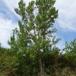 Fraxinus angustifolia Habit