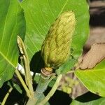 Magnolia delavayi Vaisius