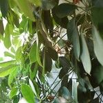 Heptapleurum arboricola List