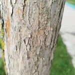 Fraxinus pennsylvanica 樹皮