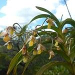 Dendrobium vandifolium Hedelmä
