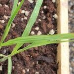 Miscanthus × giganteus Leaf