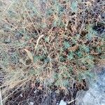 Euphorbia spinosa 葉