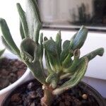 Crassula Ovata GollumLeaf