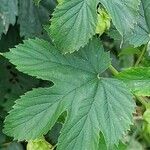 Humulus lupulus 葉