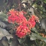 Stenocarpus sinuatus Virág