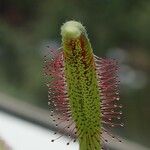 Drosera capensis Blad