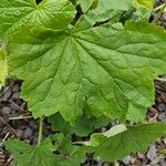 Heuchera villosa Lehti