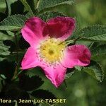 Rosa montana फूल