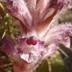 Orobanche pubescens Blomst